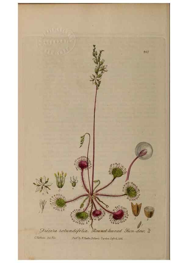 Reproducción/Reproduction 29022786165: British phaenogamous botany,. Oxford,Published by the author, sold by J.H. Parker [etc.]1834-43.