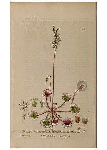 Reproducción/Reproduction 29022786165: British phaenogamous botany,. Oxford,Published by the author, sold by J.H. Parker [etc.]1834-43.