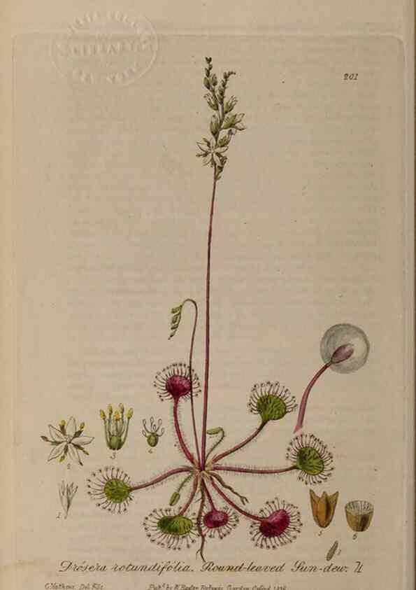 Reproducción/Reproduction 29022786165: British phaenogamous botany,. Oxford,Published by the author, sold by J.H. Parker [etc.]1834-43.