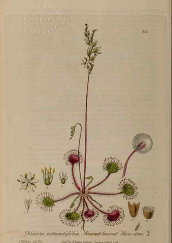 Reproducción/Reproduction 29022786165: British phaenogamous botany,. Oxford,Published by the author, sold by J.H. Parker [etc.]1834-43.