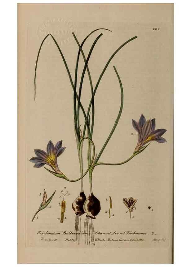 Reproducción/Reproduction 28736672990: British phaenogamous botany,. Oxford,Published by the author, sold by J.H. Parker [etc.]1834-43.
