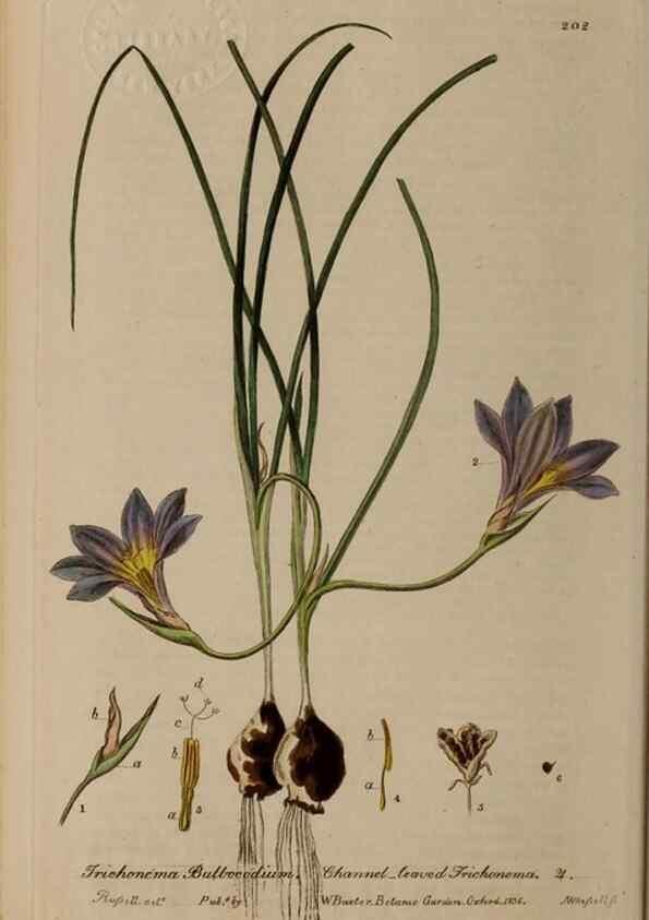 Reproducción/Reproduction 28736672990: British phaenogamous botany,. Oxford,Published by the author, sold by J.H. Parker [etc.]1834-43.