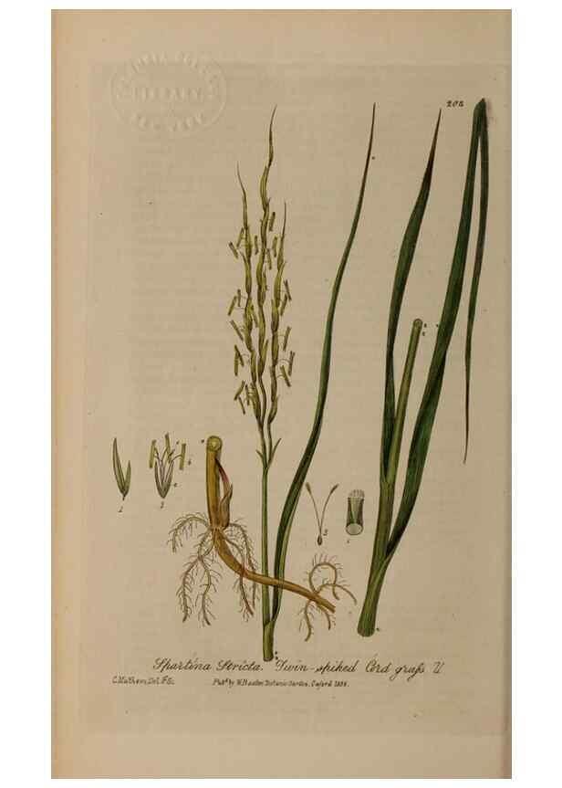 Reproducción/Reproduction 28405554113: British phaenogamous botany,. Oxford,Published by the author, sold by J.H. Parker [etc.]1834-43.