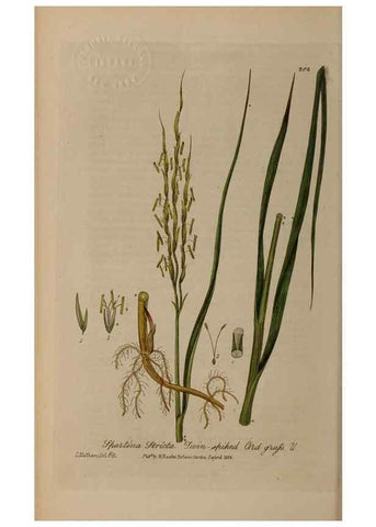 Reproducción/Reproduction 28405554113: British phaenogamous botany,. Oxford,Published by the author, sold by J.H. Parker [etc.]1834-43.