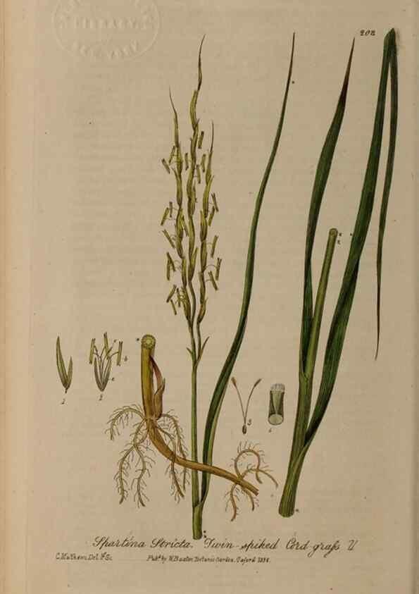 Reproducción/Reproduction 28405554113: British phaenogamous botany,. Oxford,Published by the author, sold by J.H. Parker [etc.]1834-43.
