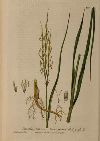Reproducción/Reproduction 28405554113: British phaenogamous botany,. Oxford,Published by the author, sold by J.H. Parker [etc.]1834-43.