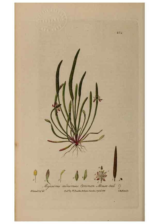Reproducción/Reproduction 28402594794: British phaenogamous botany,. Oxford,Published by the author, sold by J.H. Parker [etc.]1834-43.