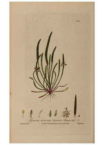 Reproducción/Reproduction 28402594794: British phaenogamous botany,. Oxford,Published by the author, sold by J.H. Parker [etc.]1834-43.