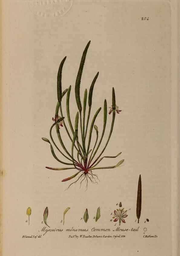 Reproducción/Reproduction 28402594794: British phaenogamous botany,. Oxford,Published by the author, sold by J.H. Parker [etc.]1834-43.