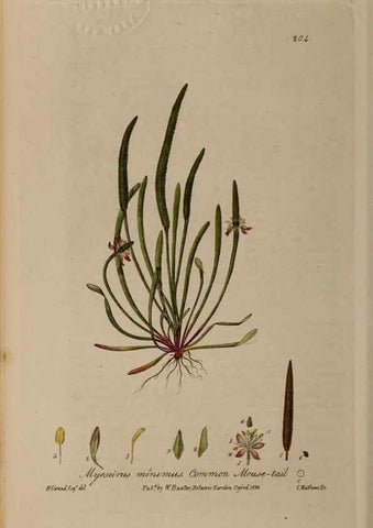 Reproducción/Reproduction 28402594794: British phaenogamous botany,. Oxford,Published by the author, sold by J.H. Parker [etc.]1834-43.