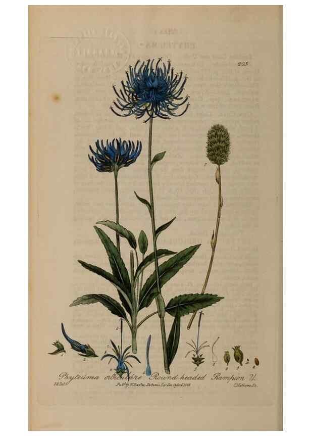 Reproducción/Reproduction 28402598374: British phaenogamous botany,. Oxford,Published by the author, sold by J.H. Parker [etc.]1834-43.
