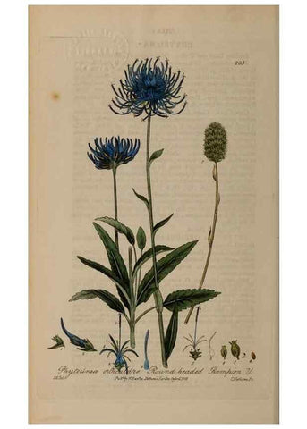 Reproducción/Reproduction 28402598374: British phaenogamous botany,. Oxford,Published by the author, sold by J.H. Parker [etc.]1834-43.