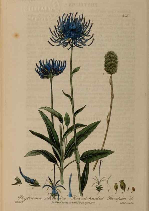 Reproducción/Reproduction 28402598374: British phaenogamous botany,. Oxford,Published by the author, sold by J.H. Parker [etc.]1834-43.