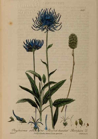 Reproducción/Reproduction 28402598374: British phaenogamous botany,. Oxford,Published by the author, sold by J.H. Parker [etc.]1834-43.