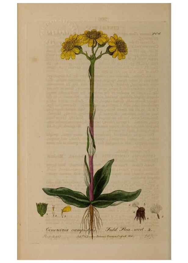 Reproducción/Reproduction 28405561323: British phaenogamous botany,. Oxford,Published by the author, sold by J.H. Parker [etc.]1834-43.