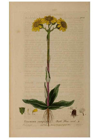 Reproducción/Reproduction 28405561323: British phaenogamous botany,. Oxford,Published by the author, sold by J.H. Parker [etc.]1834-43.