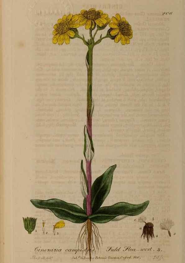 Reproducción/Reproduction 28405561323: British phaenogamous botany,. Oxford,Published by the author, sold by J.H. Parker [etc.]1834-43.