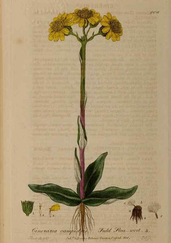 Reproducción/Reproduction 28405561323: British phaenogamous botany,. Oxford,Published by the author, sold by J.H. Parker [etc.]1834-43.