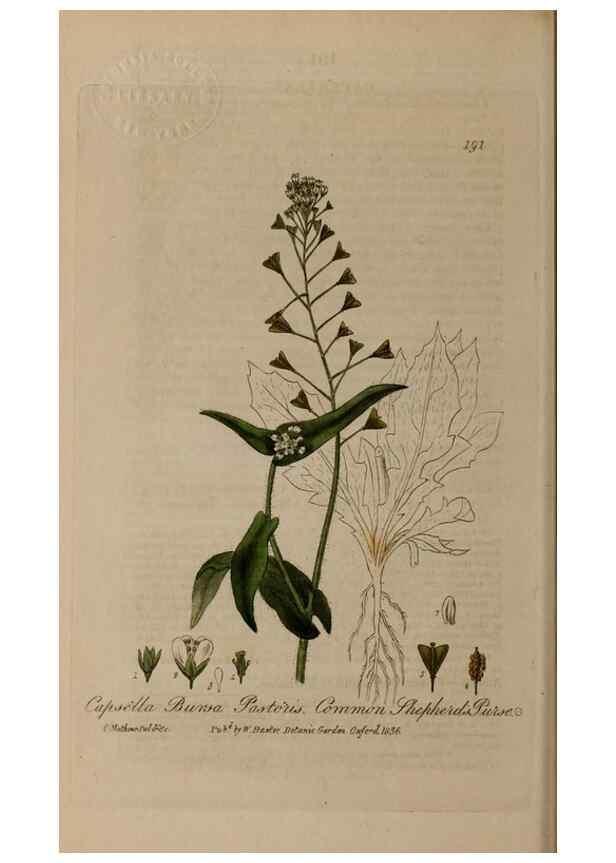 Reproducción/Reproduction 28990122876: British phaenogamous botany,. Oxford,Published by the author, sold by J.H. Parker [etc.]1834-43.