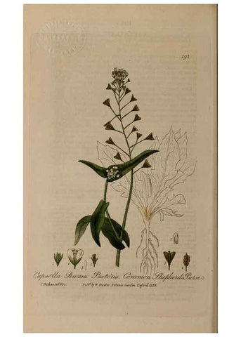 Reproducción/Reproduction 28990122876: British phaenogamous botany,. Oxford,Published by the author, sold by J.H. Parker [etc.]1834-43.