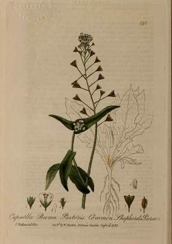 Reproducción/Reproduction 28990122876: British phaenogamous botany,. Oxford,Published by the author, sold by J.H. Parker [etc.]1834-43.