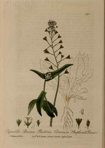 Reproducción/Reproduction 28990122876: British phaenogamous botany,. Oxford,Published by the author, sold by J.H. Parker [etc.]1834-43.