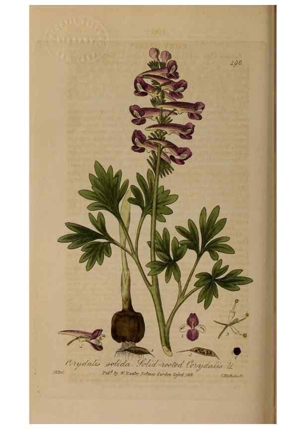 Reproducción/Reproduction 28405530603: British phaenogamous botany,. Oxford,Published by the author, sold by J.H. Parker [etc.]1834-43.