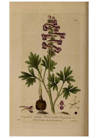 Reproducción/Reproduction 28405530603: British phaenogamous botany,. Oxford,Published by the author, sold by J.H. Parker [etc.]1834-43.