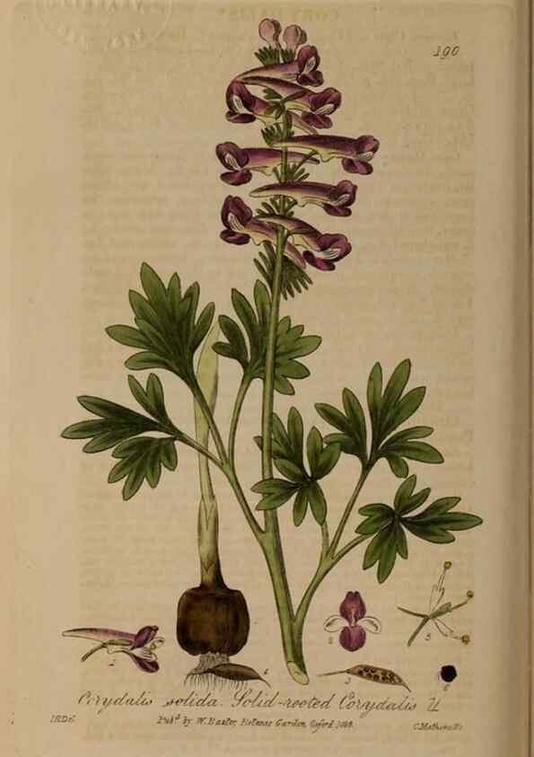Reproducción/Reproduction 28405530603: British phaenogamous botany,. Oxford,Published by the author, sold by J.H. Parker [etc.]1834-43.