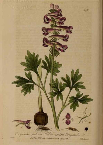 Reproducción/Reproduction 28405530603: British phaenogamous botany,. Oxford,Published by the author, sold by J.H. Parker [etc.]1834-43.