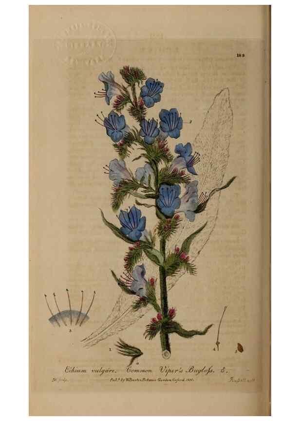 Reproducción/Reproduction 28402556294: British phaenogamous botany,. Oxford,Published by the author, sold by J.H. Parker [etc.]1834-43.