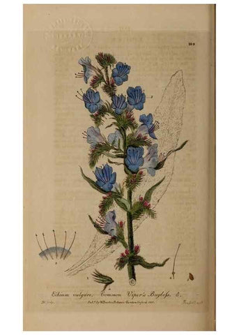 Reproducción/Reproduction 28402556294: British phaenogamous botany,. Oxford,Published by the author, sold by J.H. Parker [etc.]1834-43.