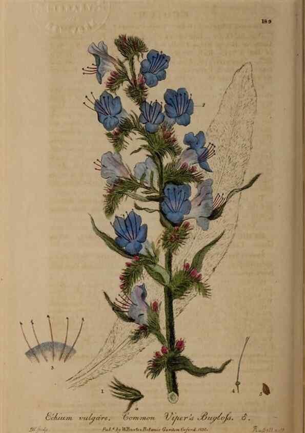 Reproducción/Reproduction 28402556294: British phaenogamous botany,. Oxford,Published by the author, sold by J.H. Parker [etc.]1834-43.