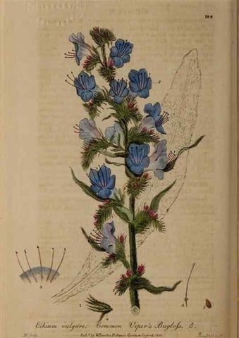 Reproducción/Reproduction 28402556294: British phaenogamous botany,. Oxford,Published by the author, sold by J.H. Parker [etc.]1834-43.