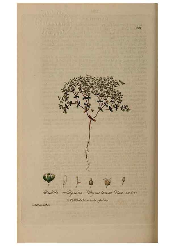 Reproducción/Reproduction 29022741695: British phaenogamous botany,. Oxford,Published by the author, sold by J.H. Parker [etc.]1834-43.