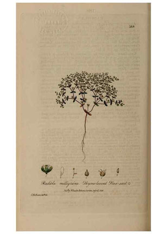 Reproducción/Reproduction 29022741695: British phaenogamous botany,. Oxford,Published by the author, sold by J.H. Parker [etc.]1834-43.