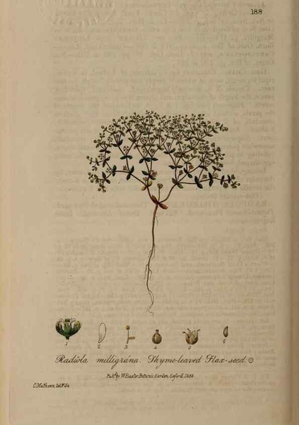 Reproducción/Reproduction 29022741695: British phaenogamous botany,. Oxford,Published by the author, sold by J.H. Parker [etc.]1834-43.