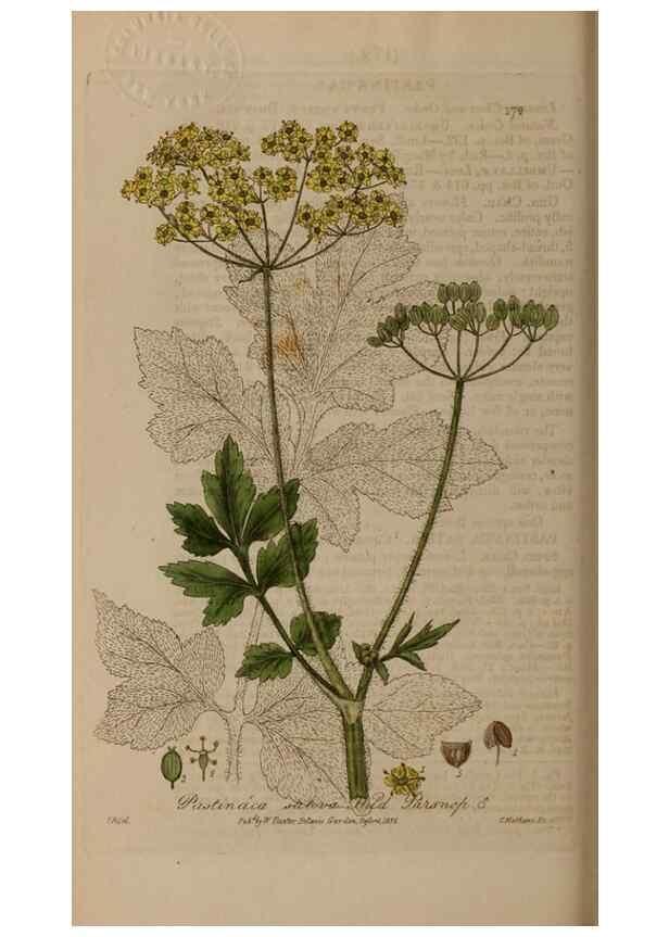Reproducción/Reproduction 28405490623: British phaenogamous botany,. Oxford,Published by the author, sold by J.H. Parker [etc.]1834-43.