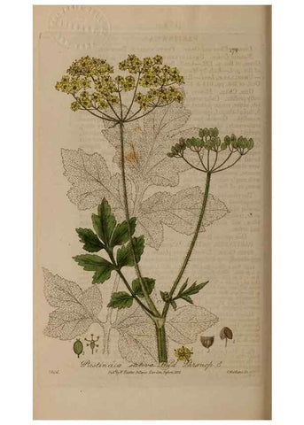 Reproducción/Reproduction 28405490623: British phaenogamous botany,. Oxford,Published by the author, sold by J.H. Parker [etc.]1834-43.
