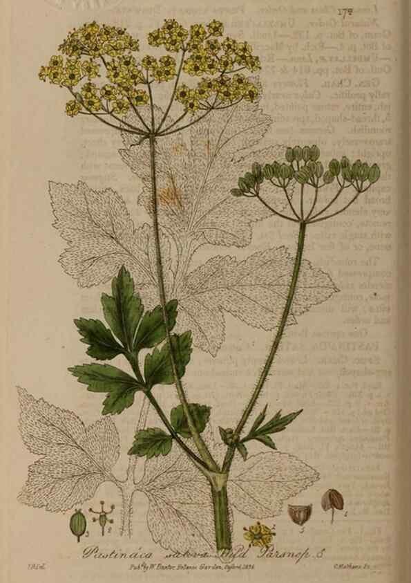 Reproducción/Reproduction 28405490623: British phaenogamous botany,. Oxford,Published by the author, sold by J.H. Parker [etc.]1834-43.