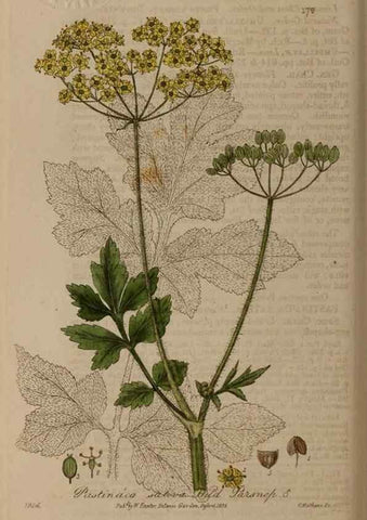 Reproducción/Reproduction 28405490623: British phaenogamous botany,. Oxford,Published by the author, sold by J.H. Parker [etc.]1834-43.