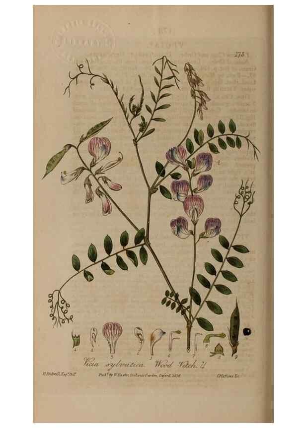 Reproducción/Reproduction 29022682885: British phaenogamous botany,. Oxford,Published by the author, sold by J.H. Parker [etc.]1834-43.