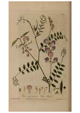 Reproducción/Reproduction 29022682885: British phaenogamous botany,. Oxford,Published by the author, sold by J.H. Parker [etc.]1834-43.