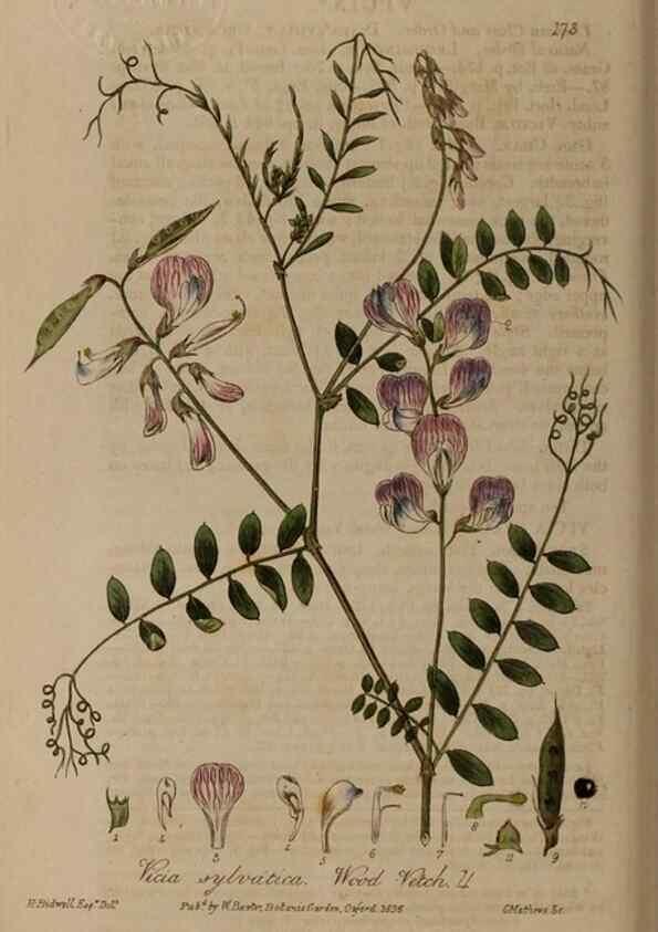 Reproducción/Reproduction 29022682885: British phaenogamous botany,. Oxford,Published by the author, sold by J.H. Parker [etc.]1834-43.