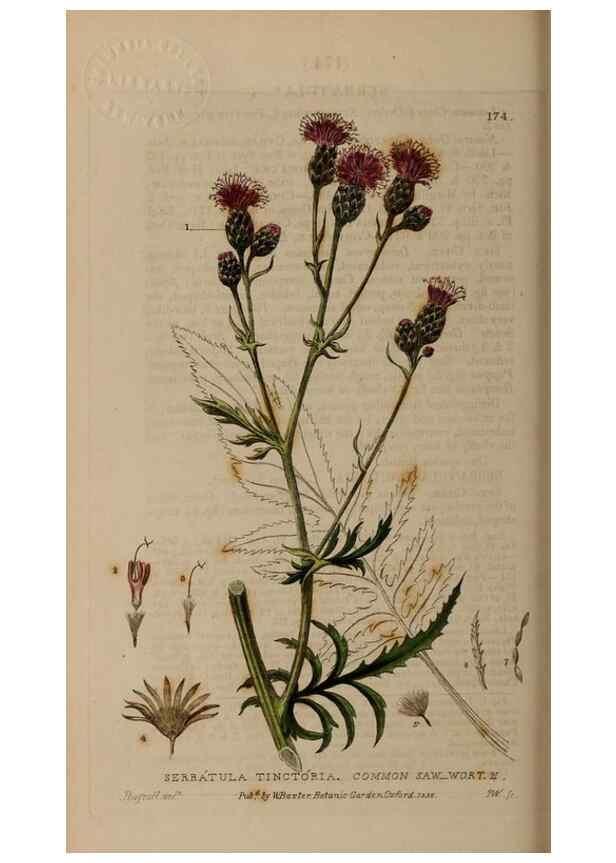 Reproducción/Reproduction 28405494923: British phaenogamous botany,. Oxford,Published by the author, sold by J.H. Parker [etc.]1834-43.