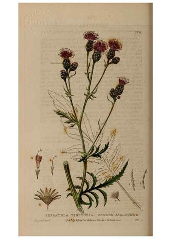 Reproducción/Reproduction 28405494923: British phaenogamous botany,. Oxford,Published by the author, sold by J.H. Parker [etc.]1834-43.
