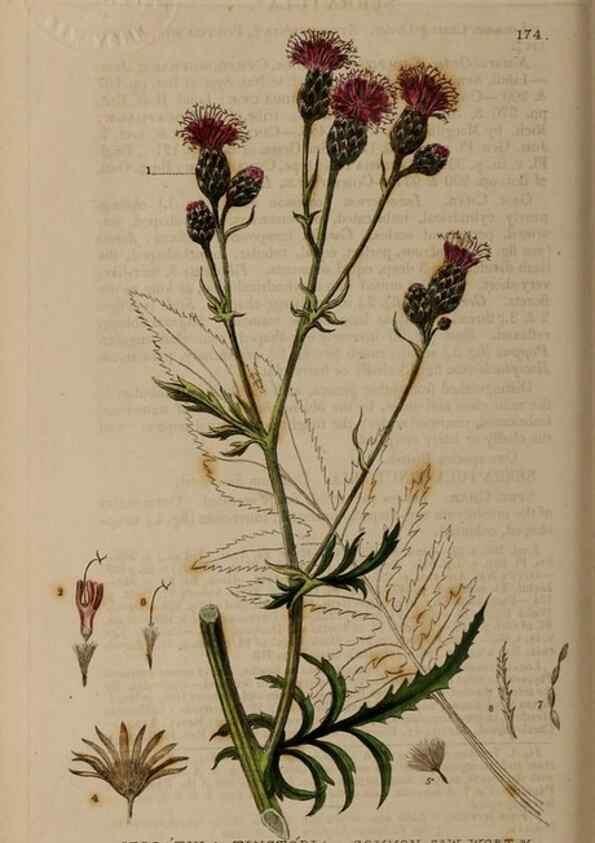Reproducción/Reproduction 28405494923: British phaenogamous botany,. Oxford,Published by the author, sold by J.H. Parker [etc.]1834-43.