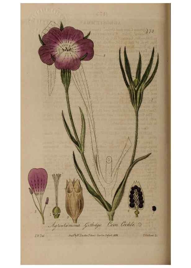 Reproducción/Reproduction 29022691535: British phaenogamous botany,. Oxford,Published by the author, sold by J.H. Parker [etc.]1834-43.