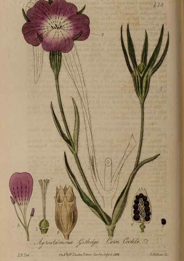 Reproducción/Reproduction 29022691535: British phaenogamous botany,. Oxford,Published by the author, sold by J.H. Parker [etc.]1834-43.