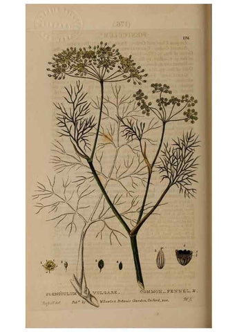 Reproducción/Reproduction 28917805222: British phaenogamous botany,. Oxford,Published by the author, sold by J.H. Parker [etc.]1834-43.